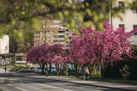 Zagorske cvetoče češnje navdušile tudi tujce